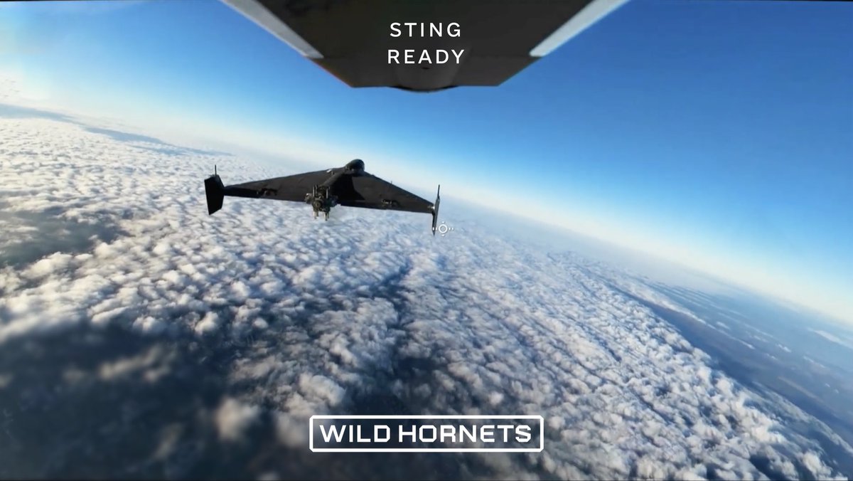 Wild Hornets tweet media