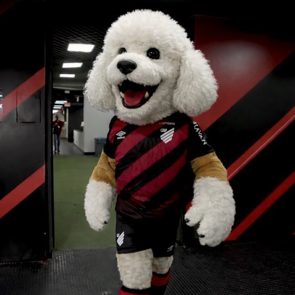 Pai de Poodle (@paidepoodle) / Posts / X