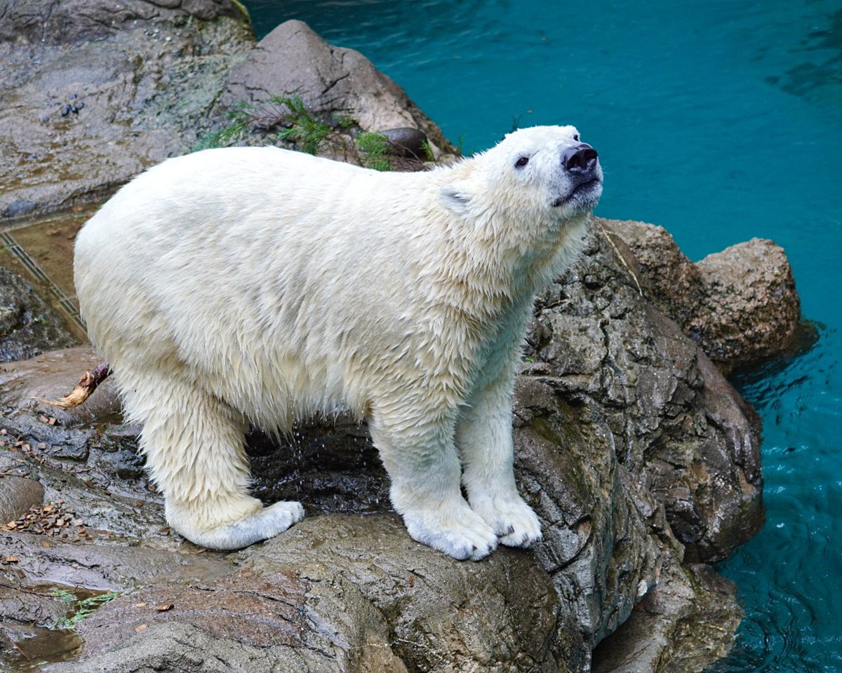 ぱんけーき🍎 tweet media