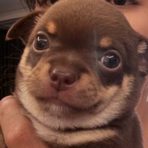 อันโดรเมด้า ชุน tweet media