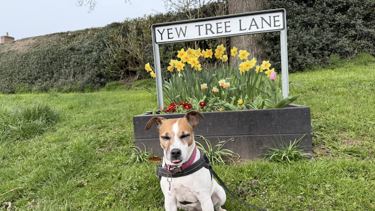 Mister Milo tweet media