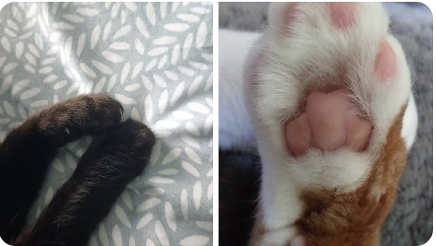 Noah, Cosmo and 🌈Seth the Wendy Weegie Mogs tweet media