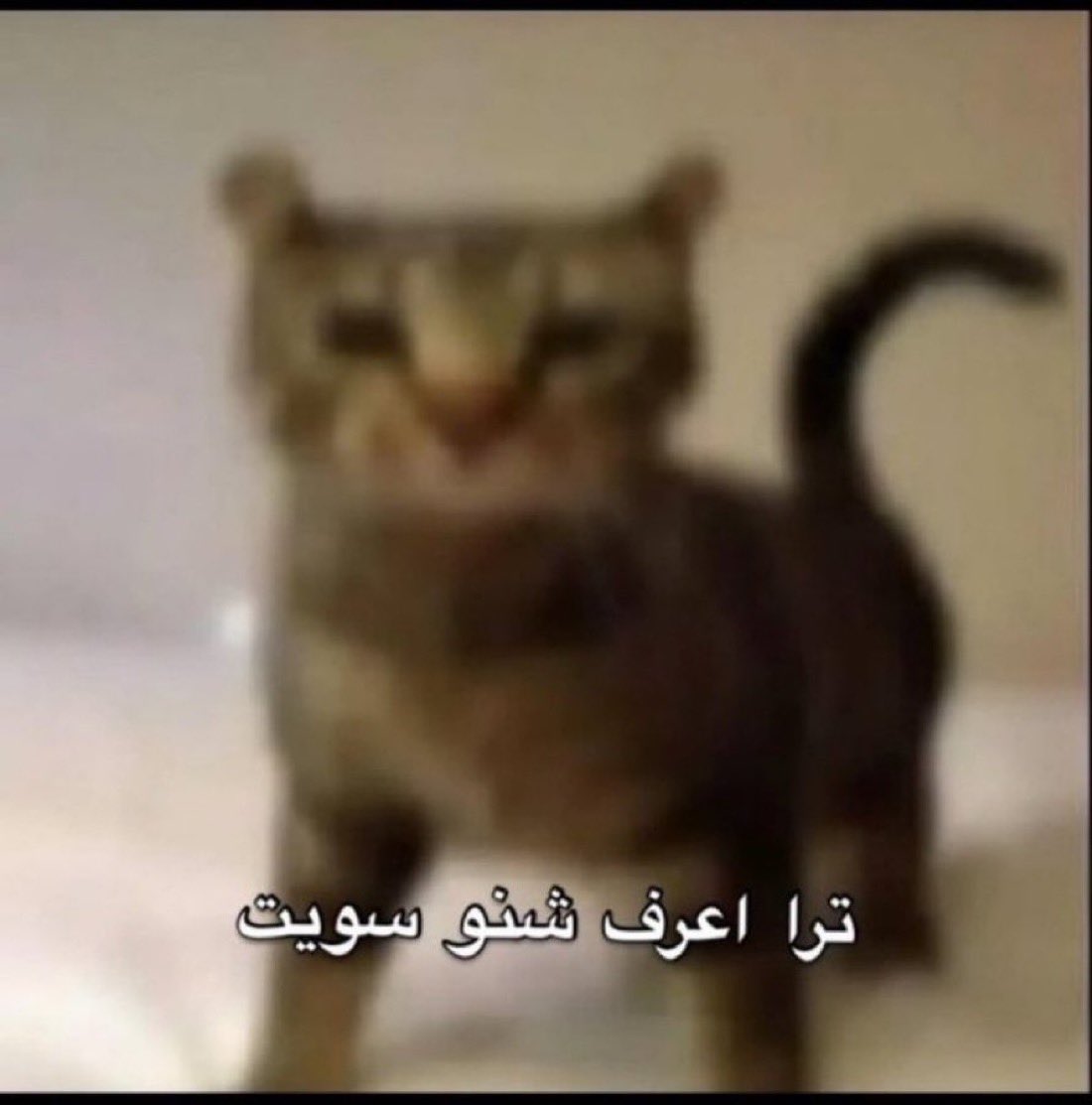 𐔌 . ⋮ momo .ᐟ ֹ ₊ ꒱ tweet media