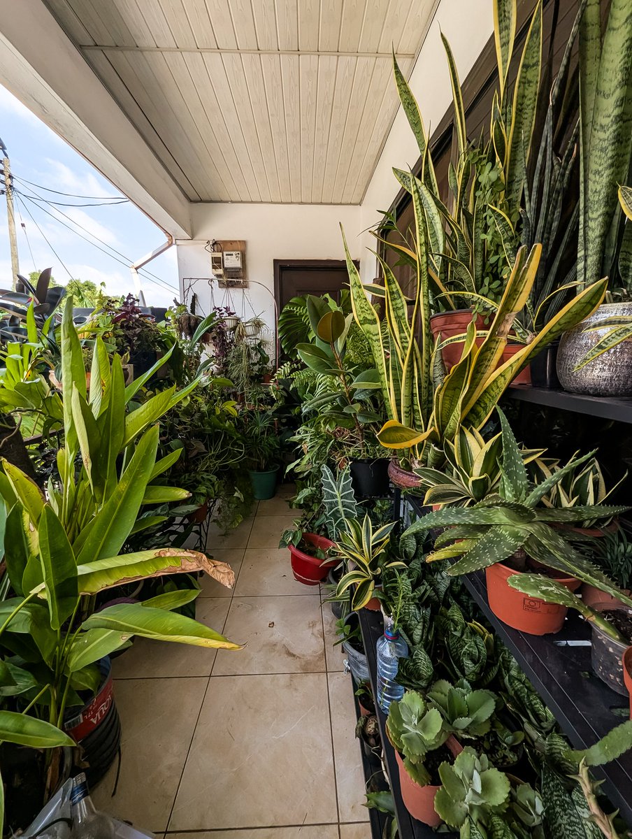 🌱 Dapper Queen Your PlantPlug 🪴 tweet media