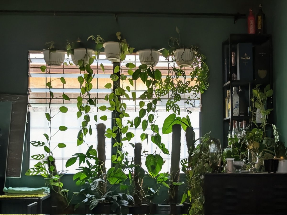 🌱 Dapper Queen Your PlantPlug 🪴 tweet media