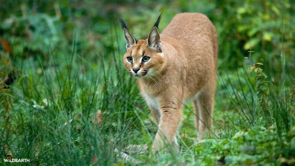 WildEarth tweet media