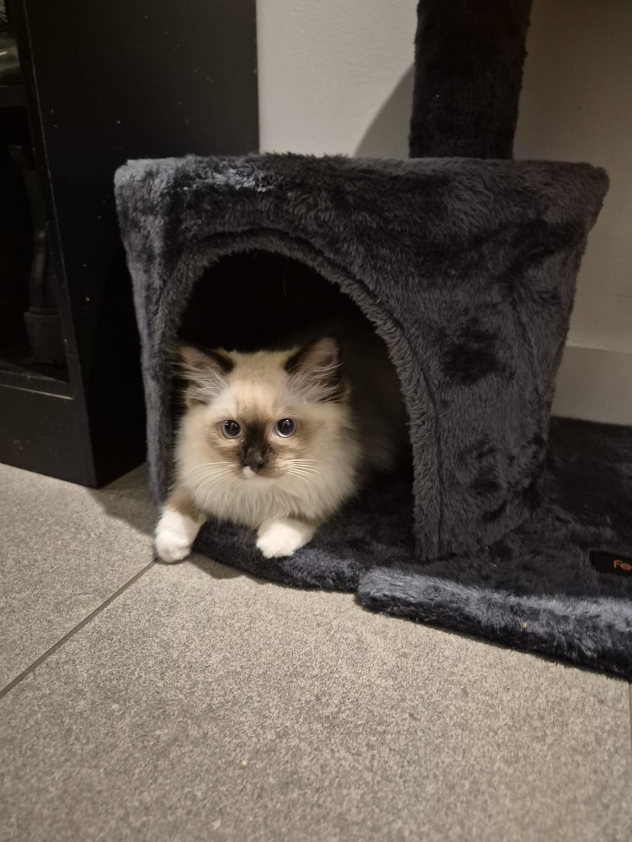 Chaos 徐玫君 Megan tweet media