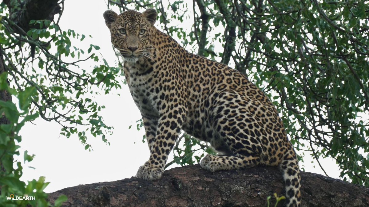 WildEarth tweet media