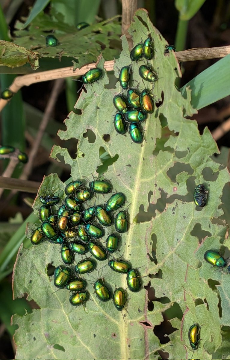 Brian Hedley tweet media