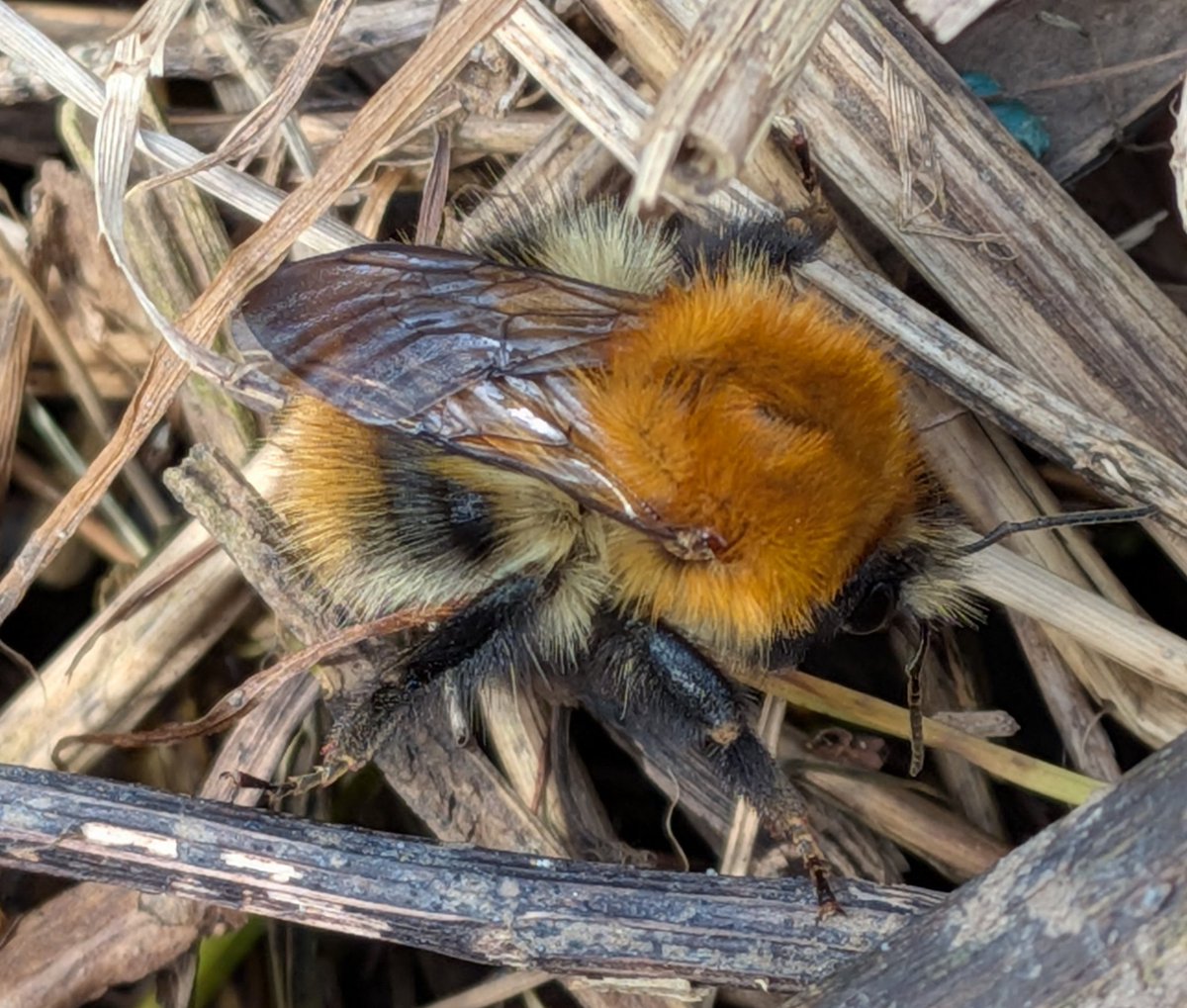 Brian Hedley tweet media