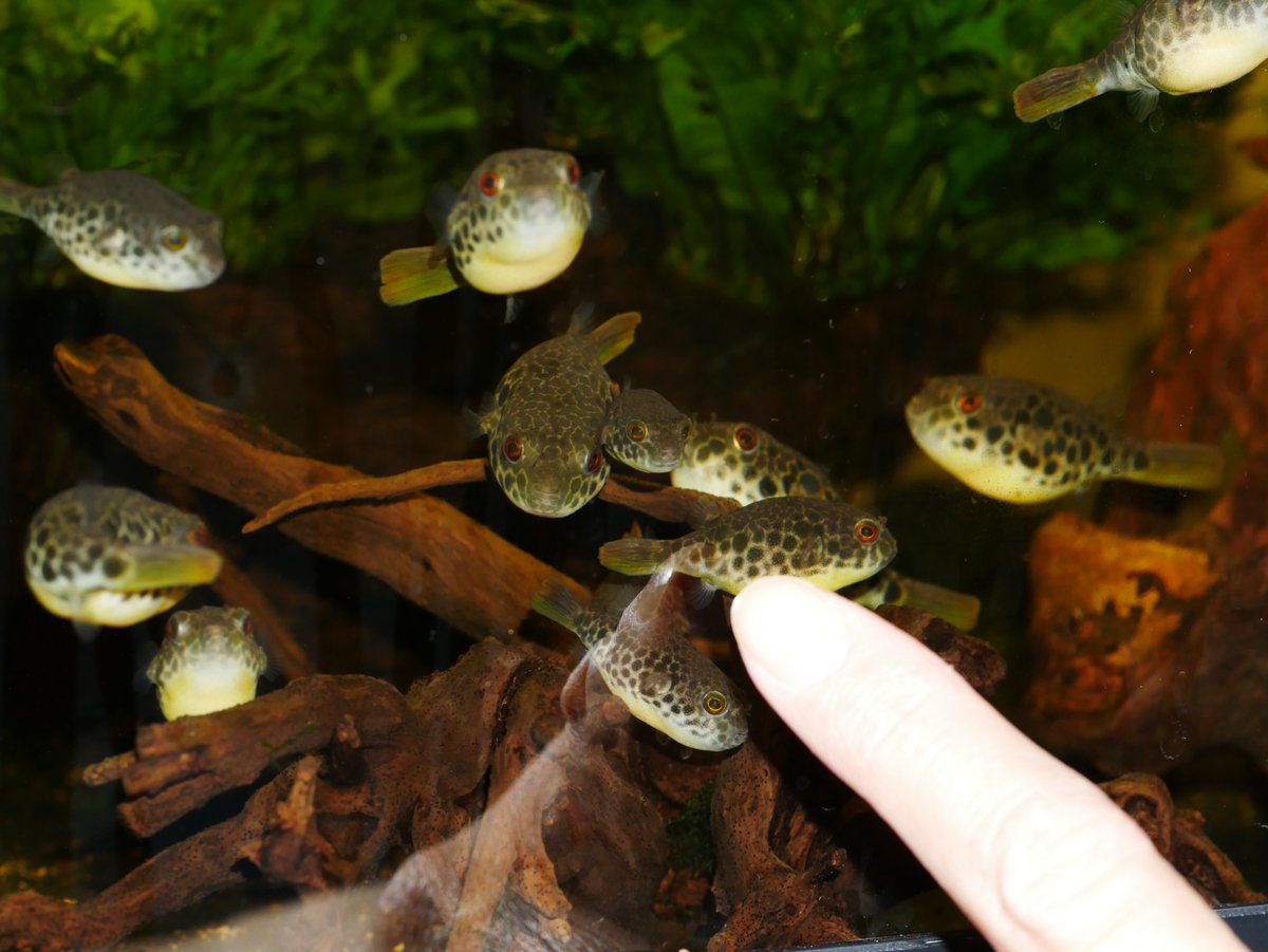 ショウテデニィの水槽が、繁殖前の独特のざわつきで満ちてきた。 
今日も噛みついて繁殖行動をしたというのに、最後は産卵せずに離れてしまった。 
惜しいところまで来ているだけに、やっぱり残念。