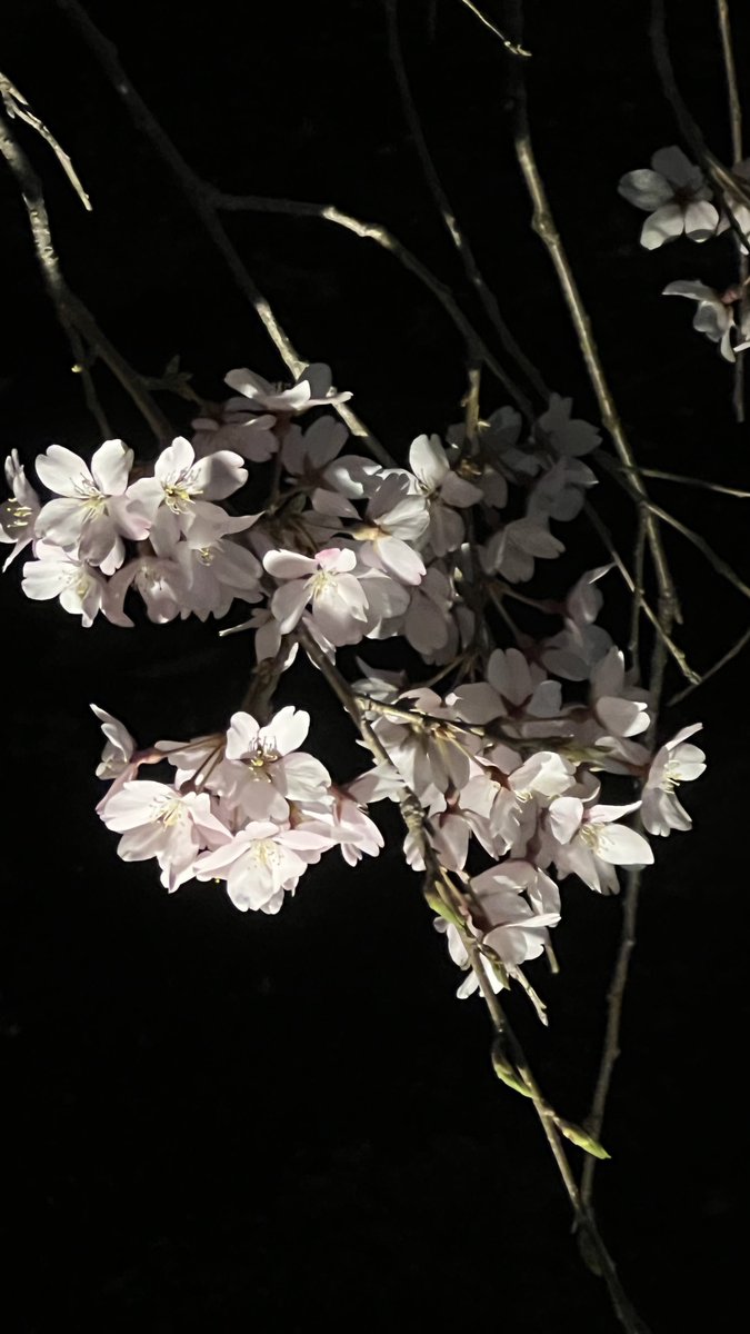 げーまーえす tweet media