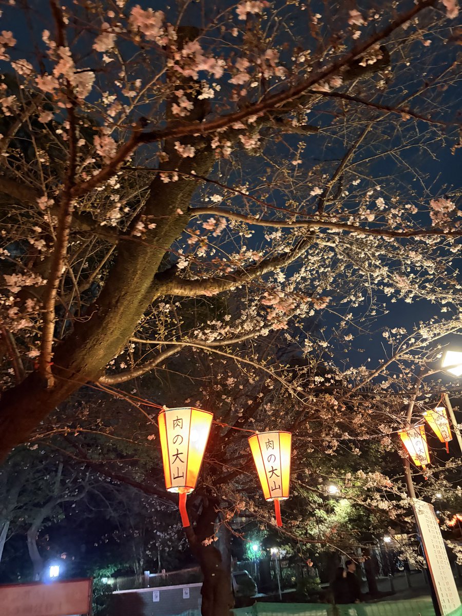 mayuka_soprano's tweet photo. 2026年3月22日上野公園の桜開花状況はこんな感じでした🌸 https://t.co/sQd3F47p6E