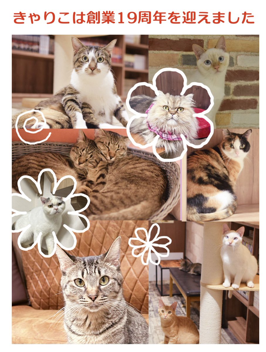 本日きゃりこは創業19周年を迎えました✨
猫カフェから始まり、皆様のおかげで現在は保護猫カフェとしても続けられております。日頃より支えていただき心より感謝申し上げます。
これからも良きご縁を結べるよう精一杯努めてまいりますので、今後も変わらぬご愛顧のほど、よろしくお願いいたします🐾