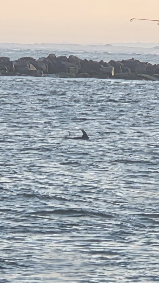 abbyrd1963's tweet photo. Checking out the Dolphins at the Ocean City Inlet. How cool it was to see them so close to shore. https://t.co/FaOa5flEyP