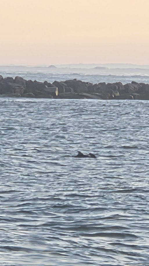 abbyrd1963's tweet photo. Checking out the Dolphins at the Ocean City Inlet. How cool it was to see them so close to shore. https://t.co/FaOa5flEyP