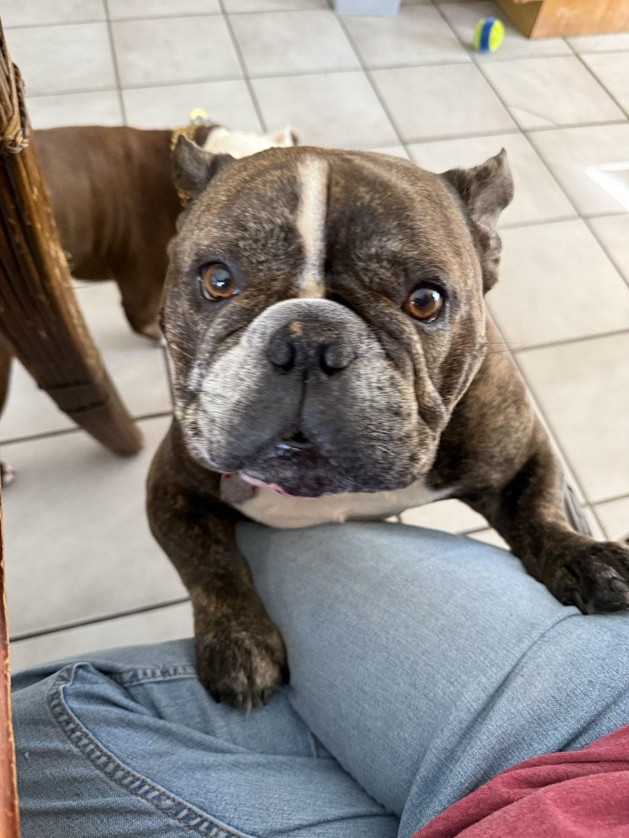 Rosemarie Lane 🇺🇸🏴‍☠️🏝🎣🐶 tweet media