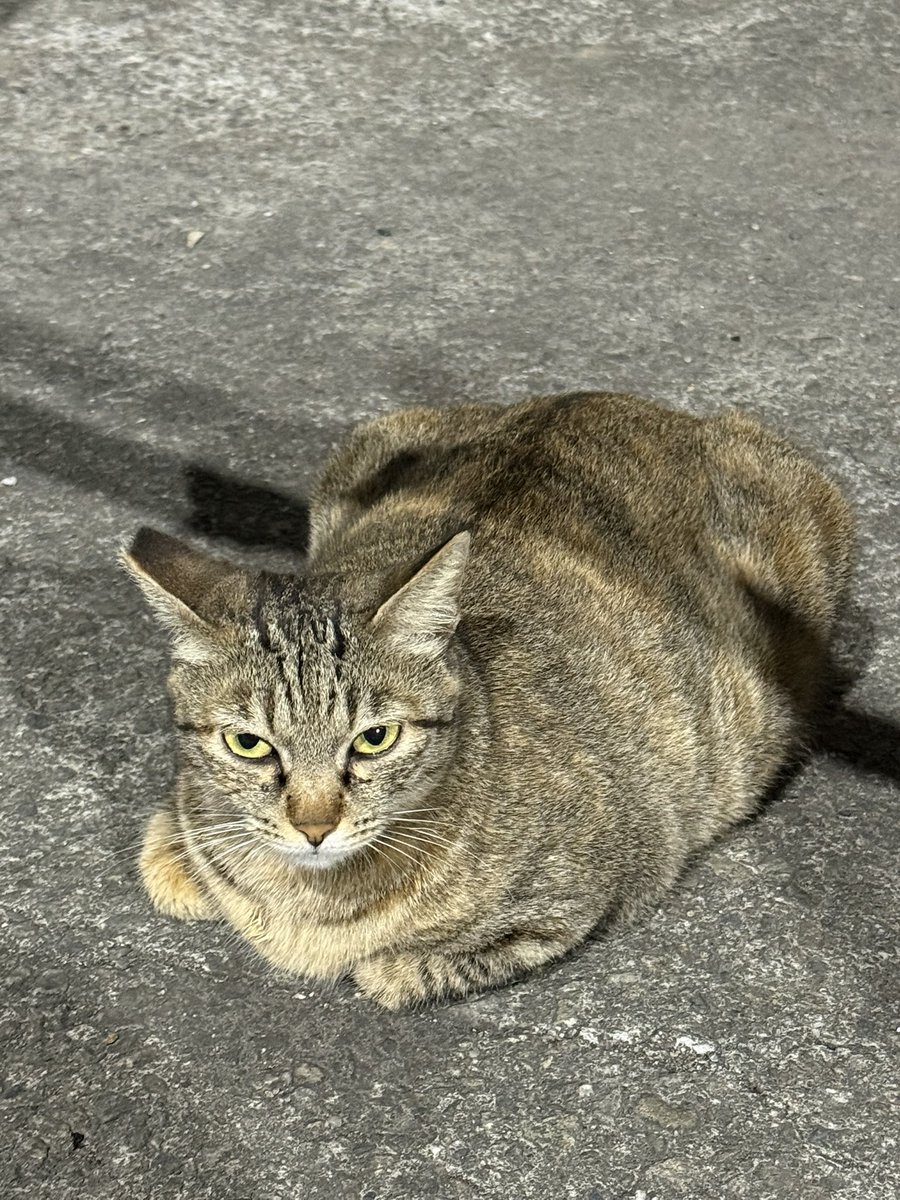 雀雀雀雀雀雀 tweet media