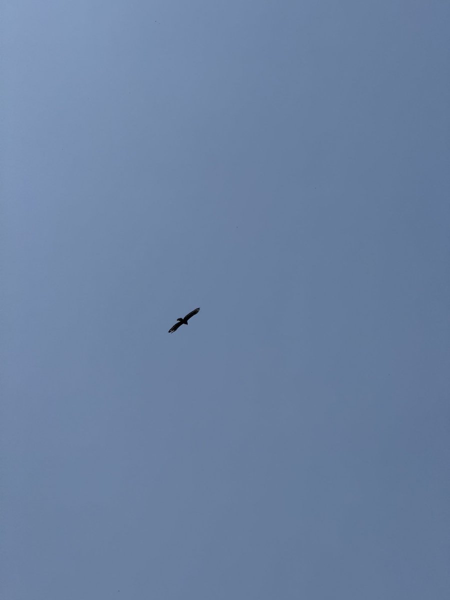 雀雀雀雀雀雀 tweet media