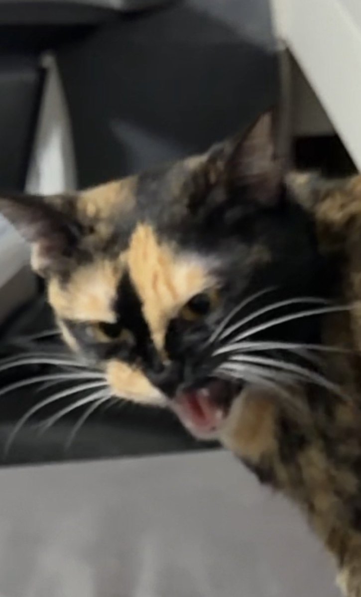 chaom.chaaem tweet media