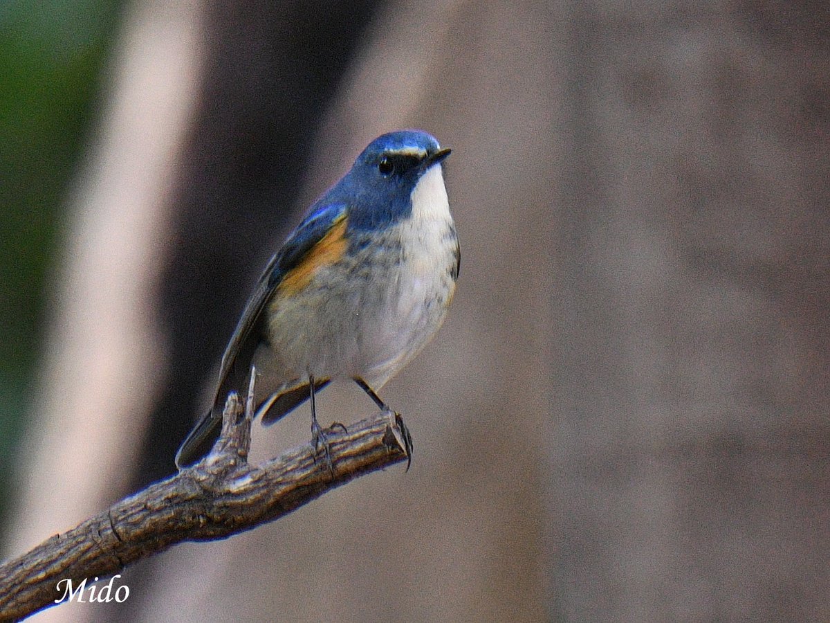 Mido 👩🏻 tweet media