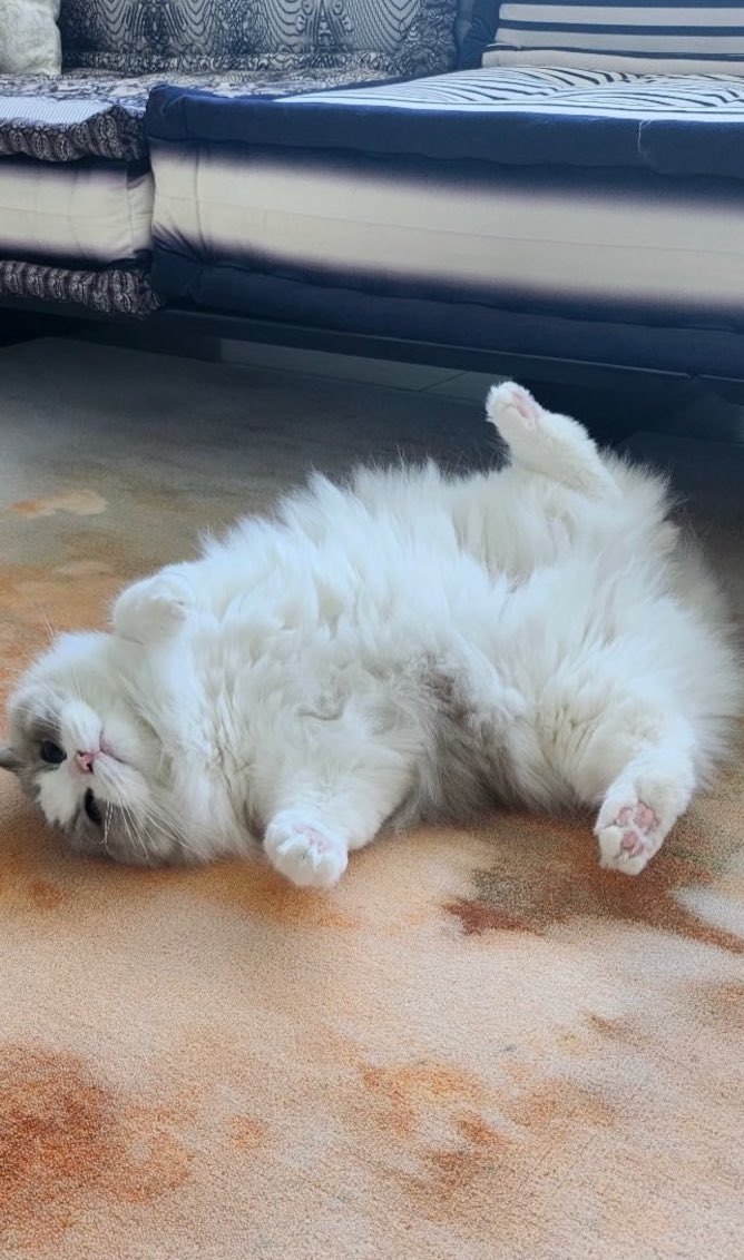 beembaebae ♡ tweet media