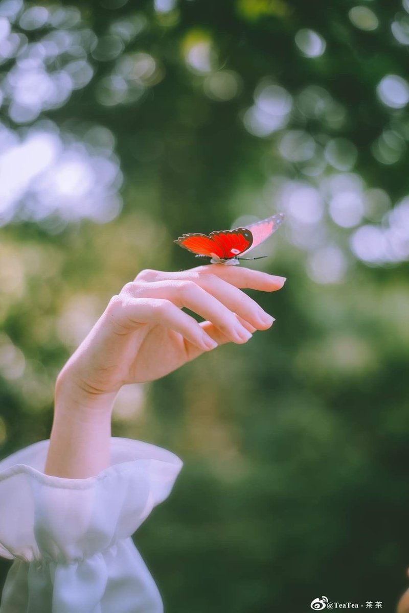 المستبدة tweet media