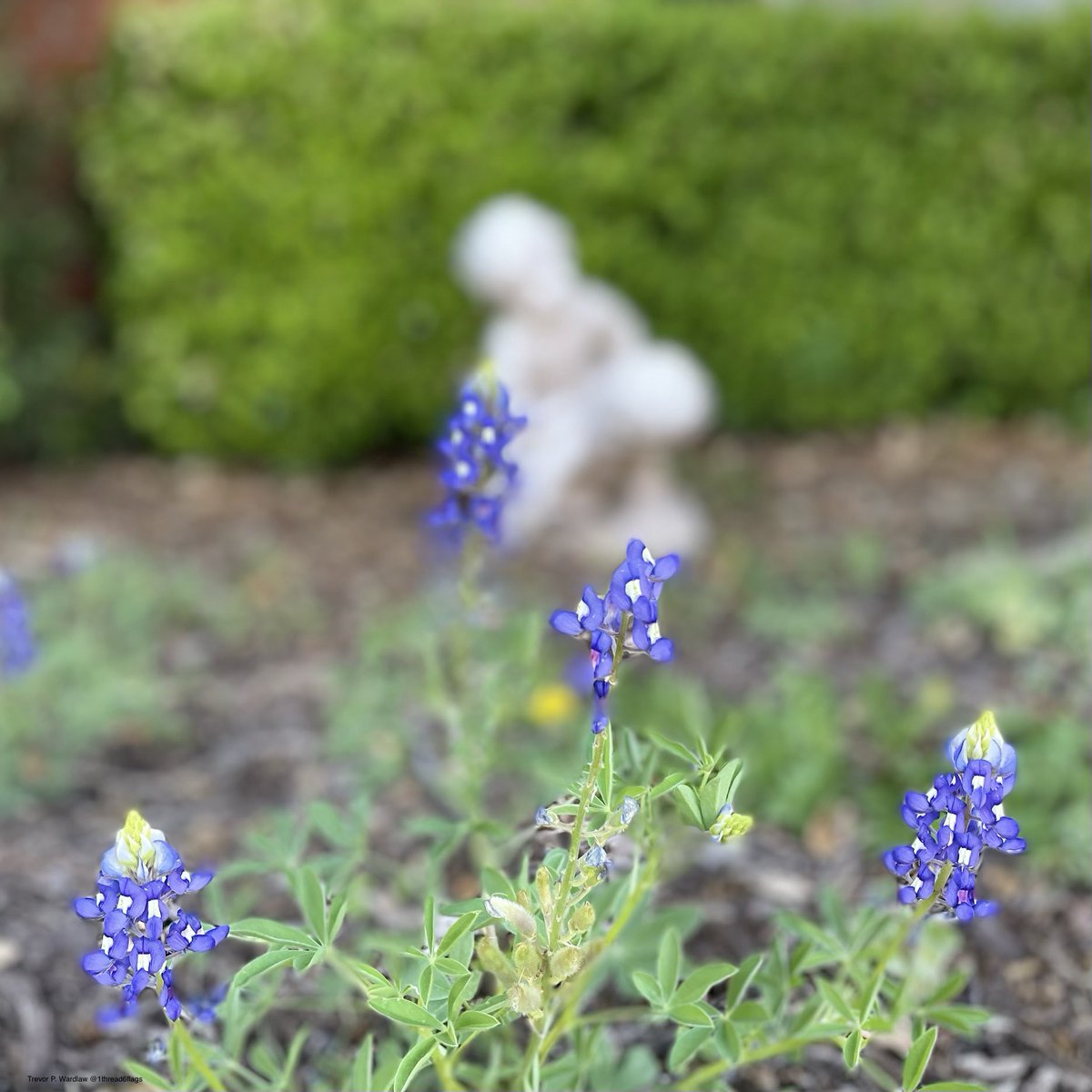 Trevor P. Wardlaw tweet media