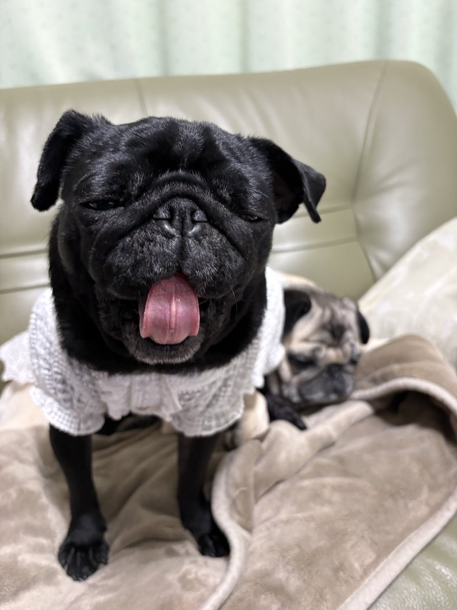 fenomeno tweet media