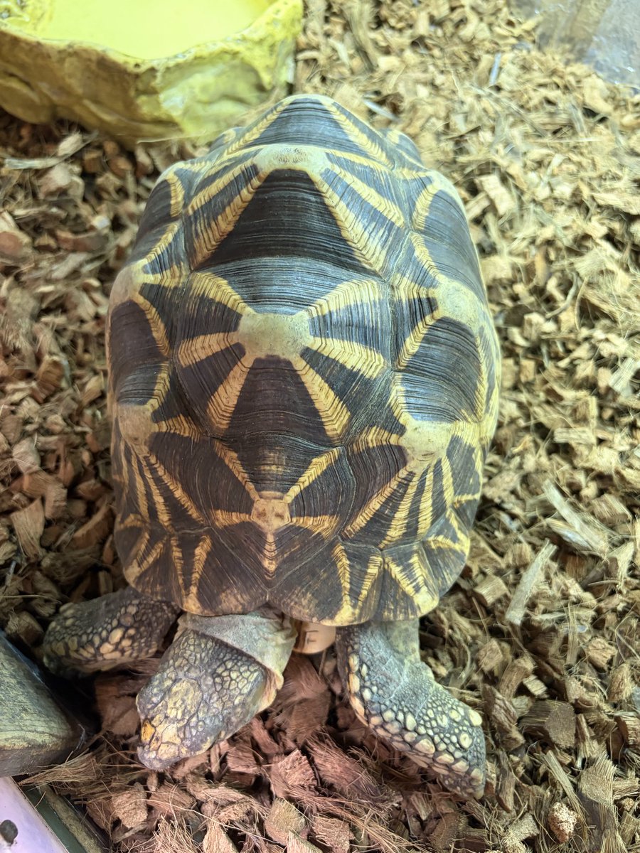 《⭐olion⭐》starlion tweet media