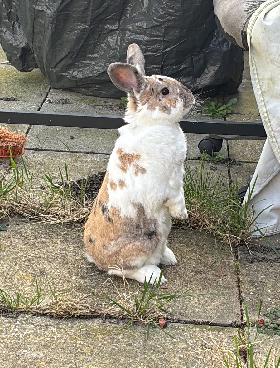 robyn 👱🏻‍♀️& paddy 🐰 tweet media