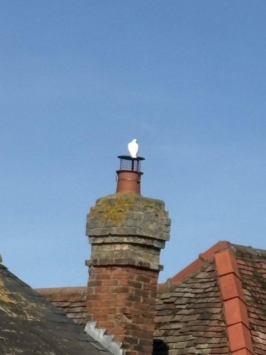 Sarah Cooper tweet media