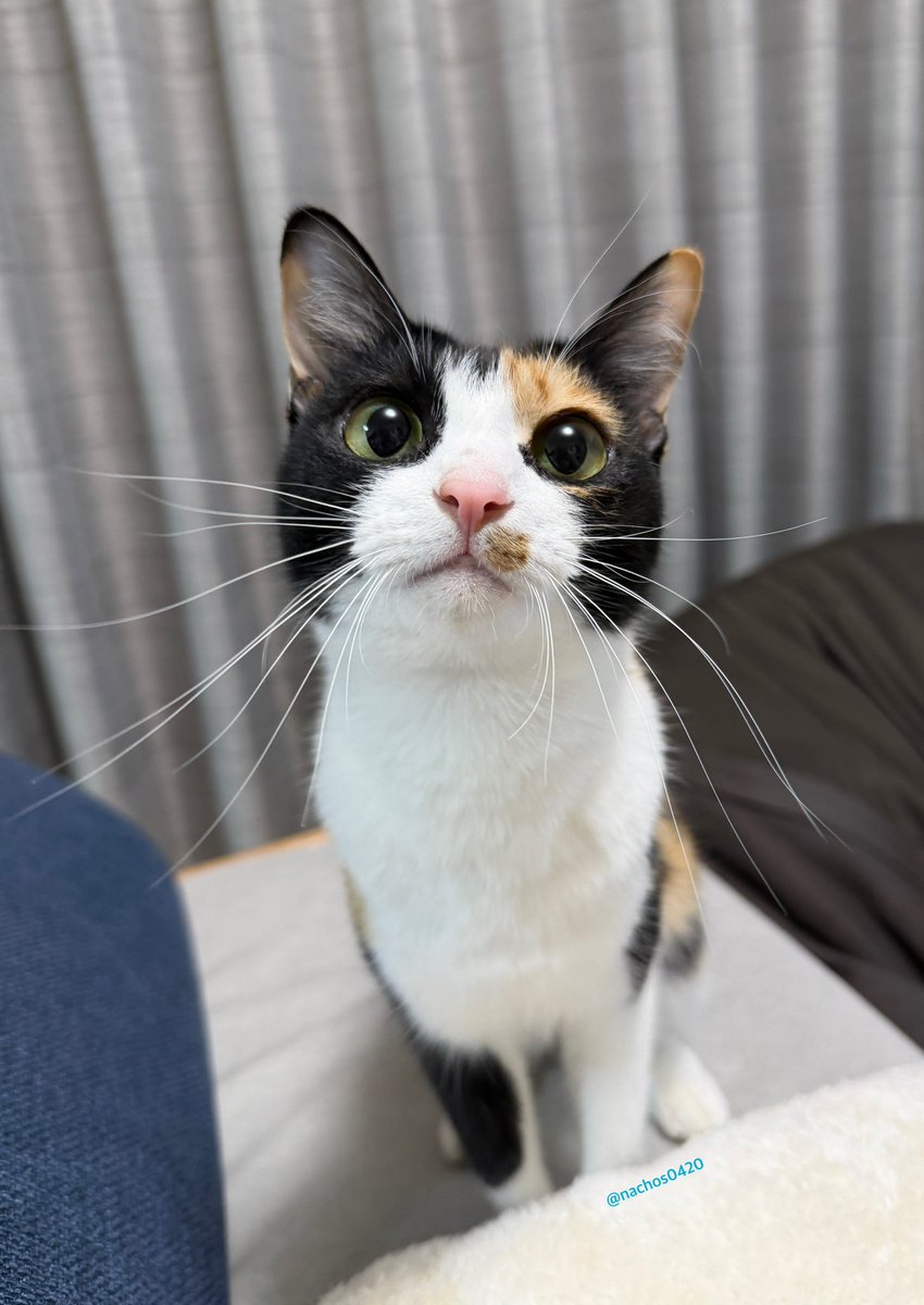 ナツとスイ tweet media