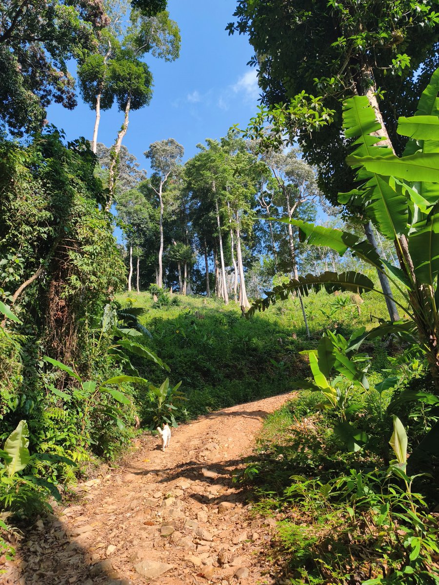 ailadear tweet media