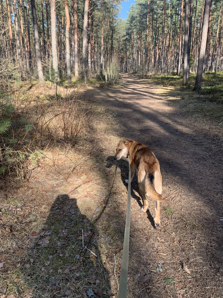 Marcella Smyth, Ambassador of Ireland to Latvia tweet media