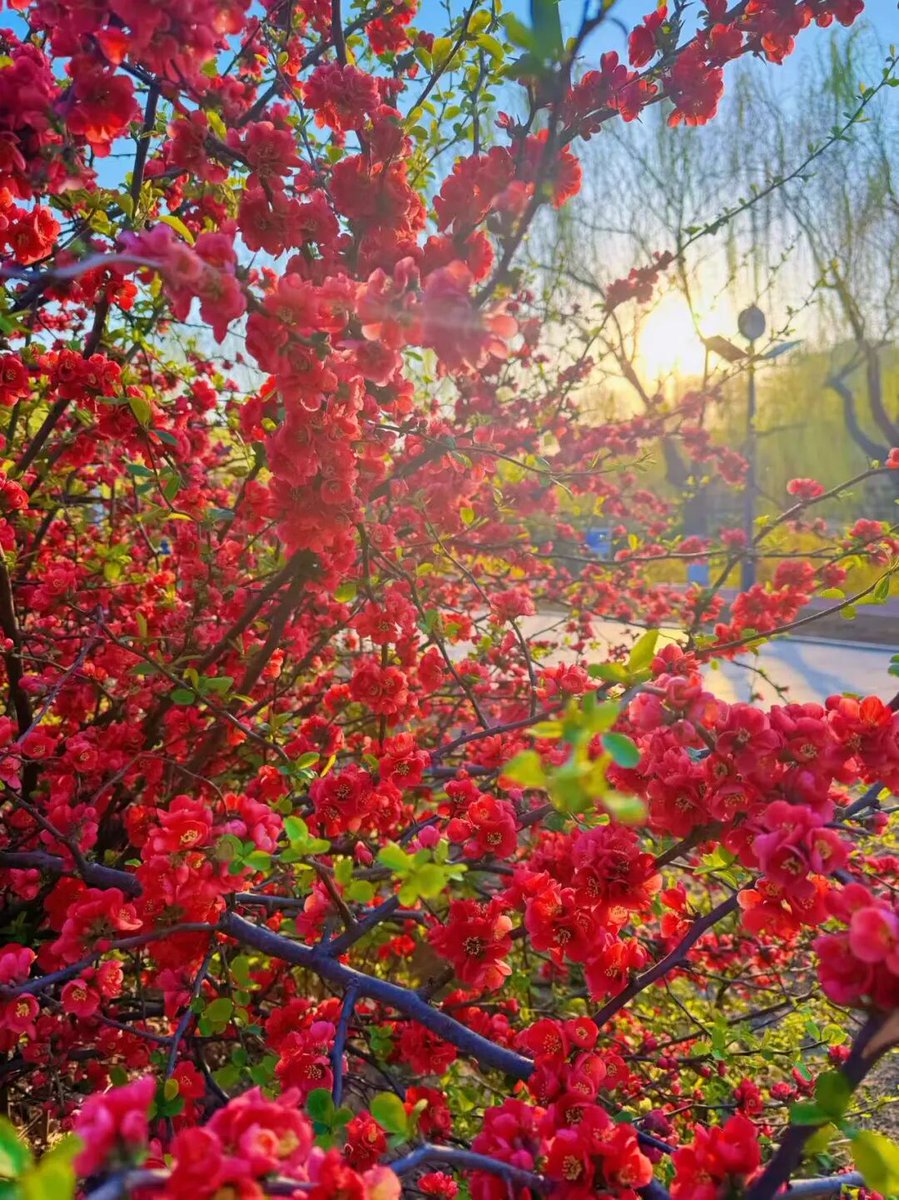 weilevel's tweet photo. 春风十里 天津等你丨春到东丽！2026赏花踏青指南出炉，花海潮玩马拉松一站畅�� https://t.co/qVyHK6dXO1