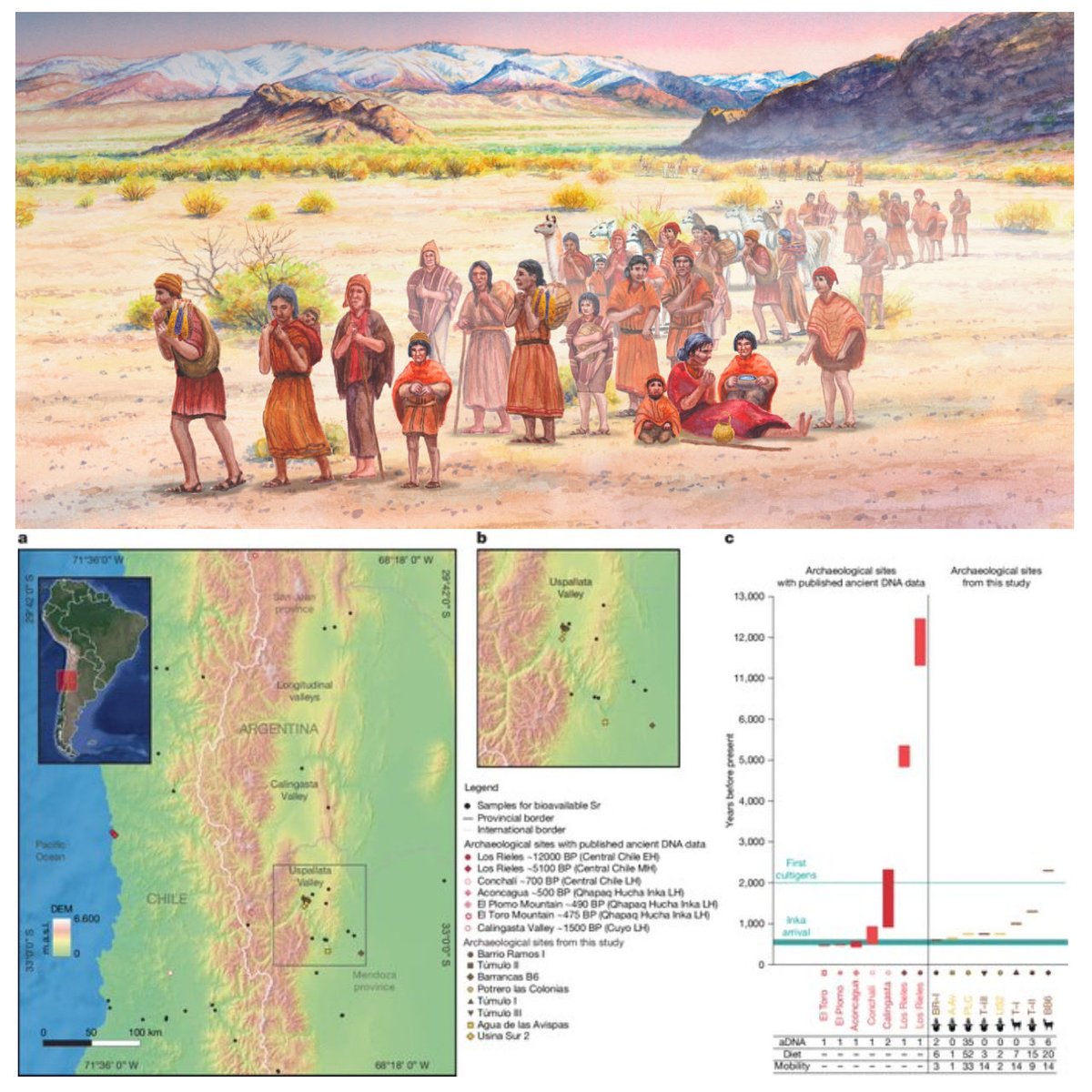 Mauricio Alvarez 🎨🌿Science Illustrator tweet media