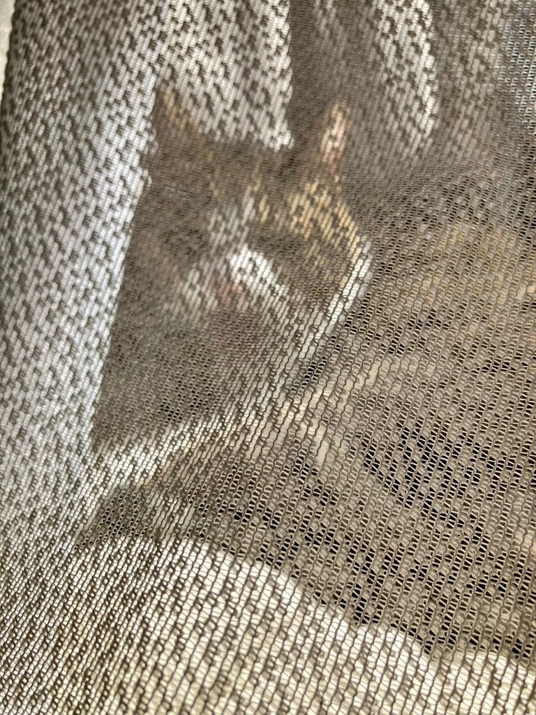 ねこねこ日和 tweet media