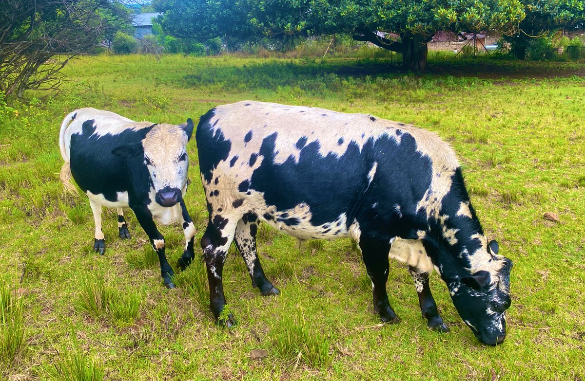 its Shelley, not Shirley. Sorry 🤷‍♀️ tweet media