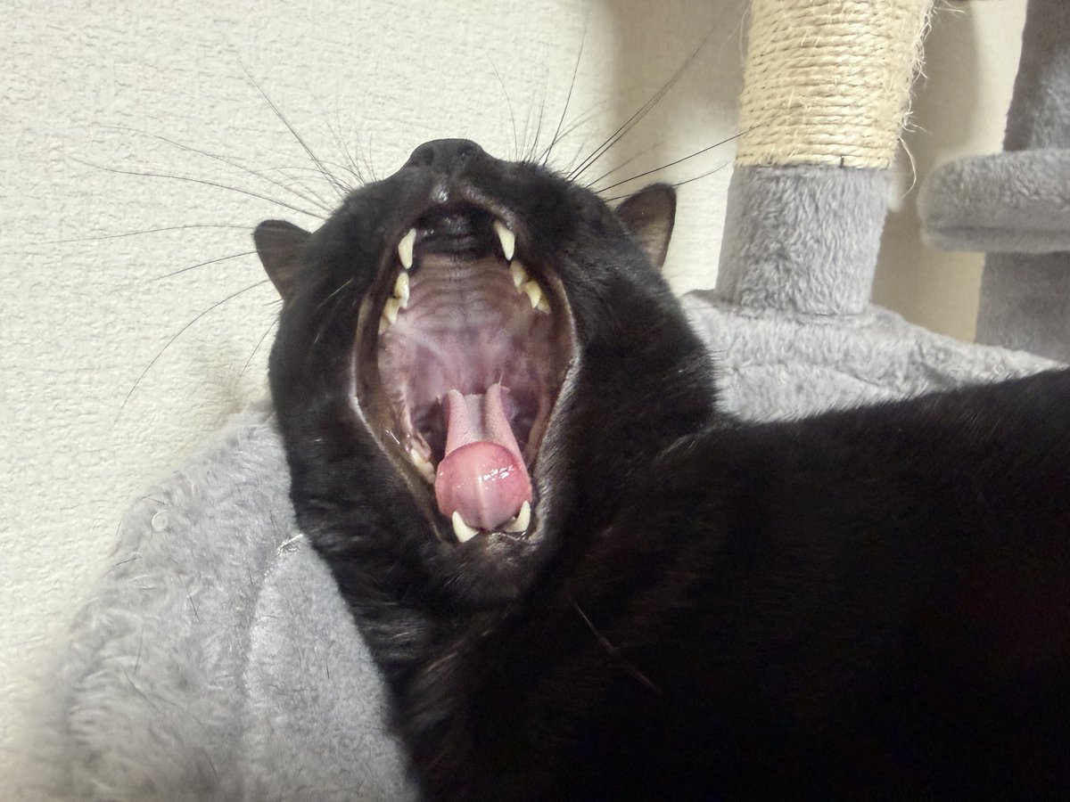 ねまきねこ@ふわこは tweet media