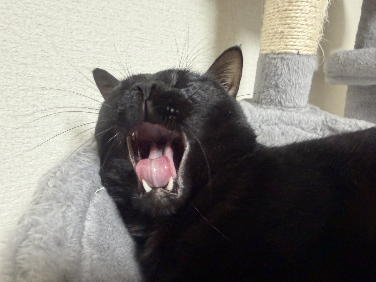 ねまきねこ@ふわこは tweet media