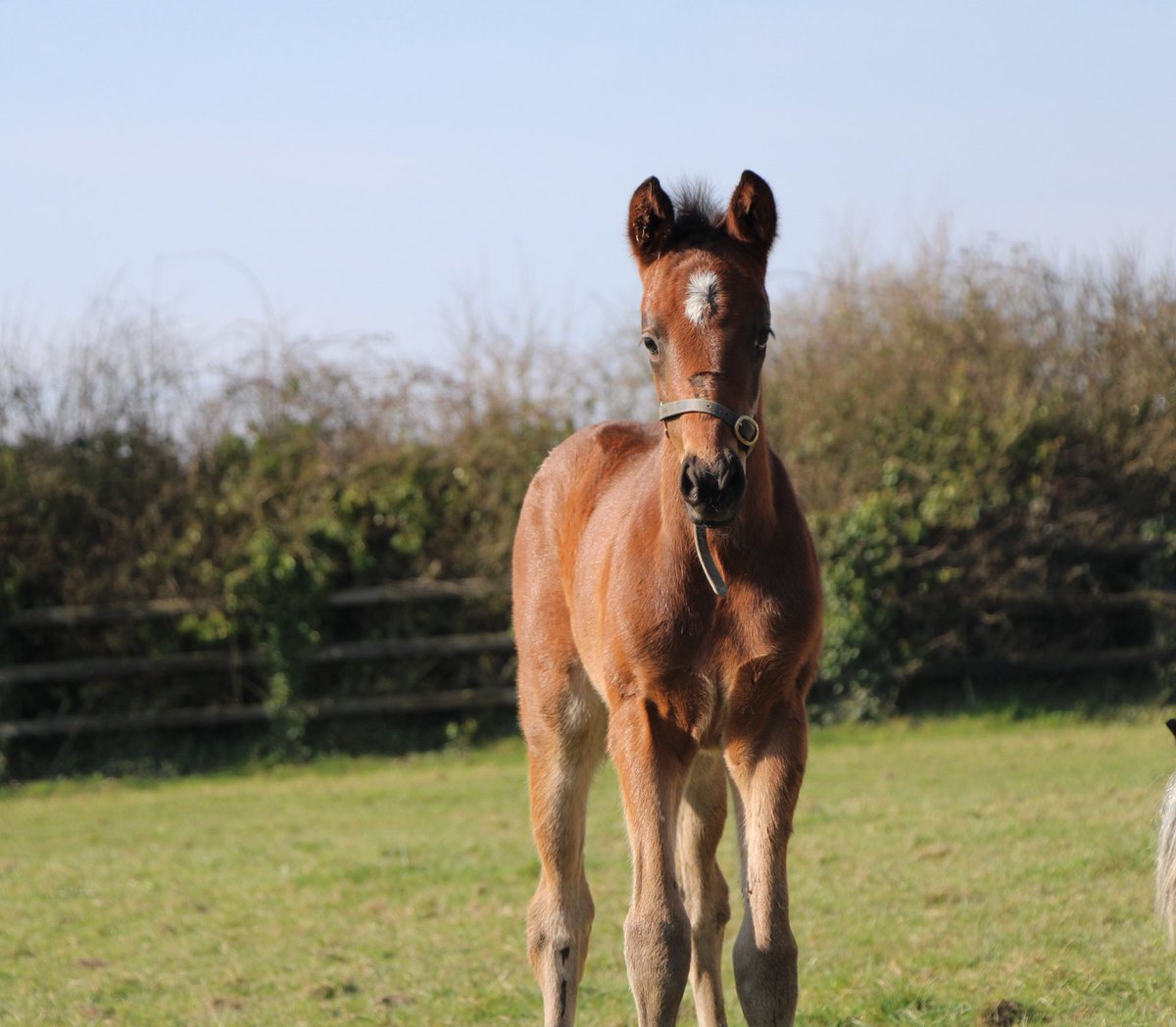 Piercetown Stud tweet media