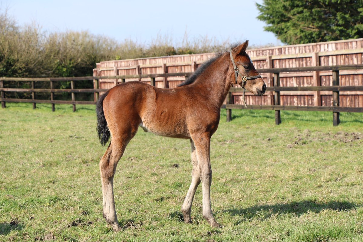 Piercetown Stud tweet media