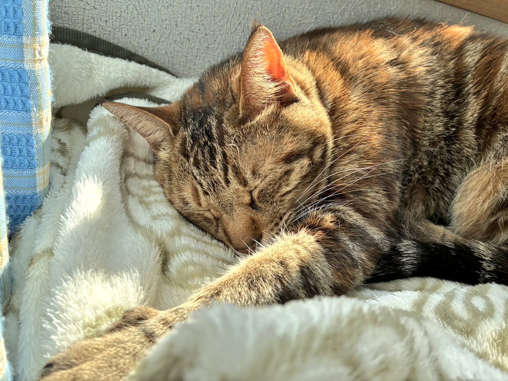 ねこねこ日和 tweet media