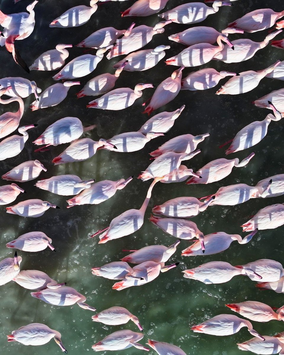 Milli Parklar tweet media