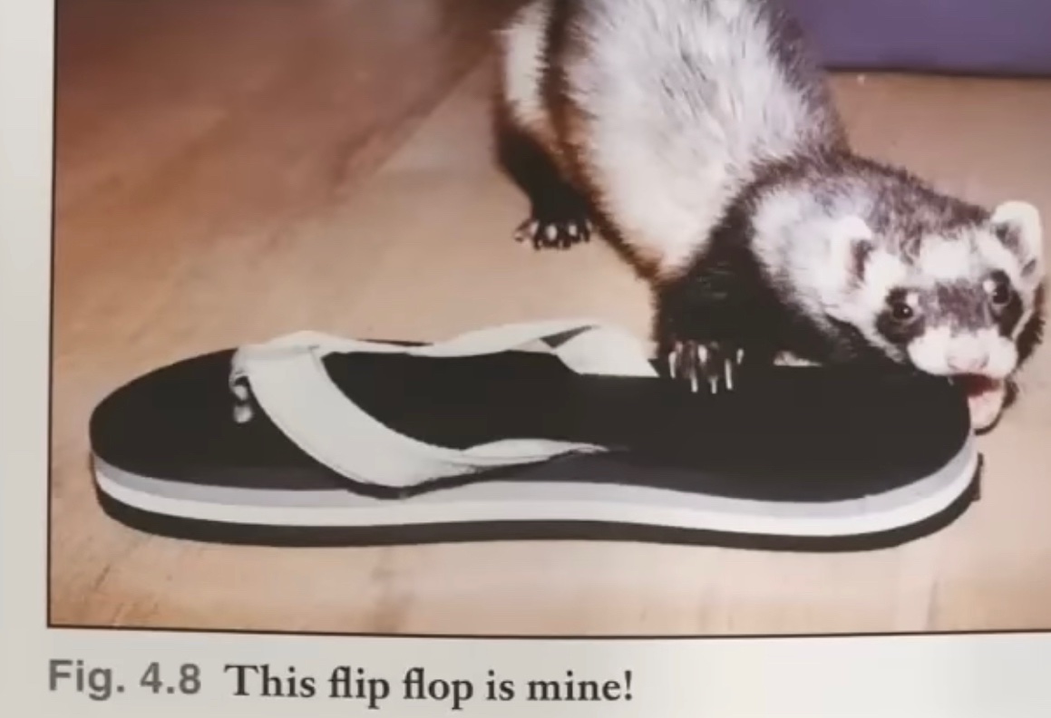 Ferret Every Hour tweet media