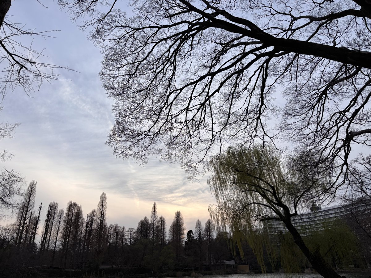 ぶのん/舞音 tweet media