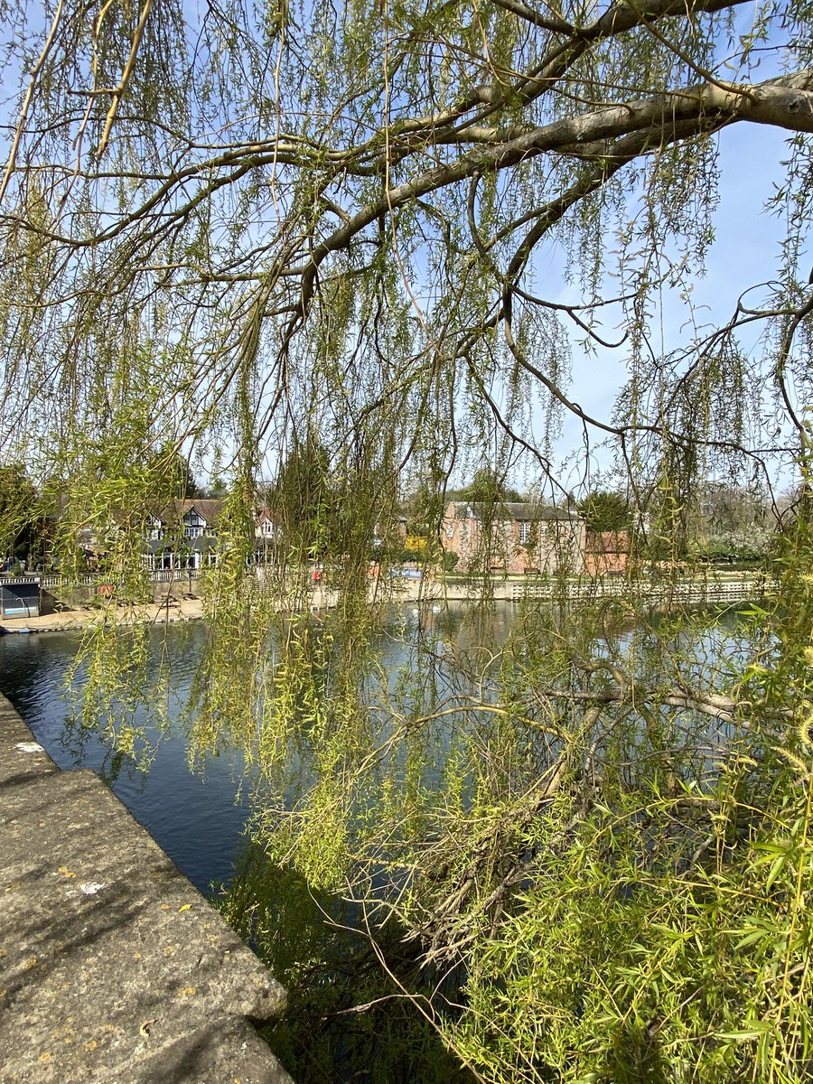 NicolaLisle1's tweet photo. Lovely walk by the river in Wallingford this morning #Wallingford #Oxfordshire https://t.co/bRZW5PkAue