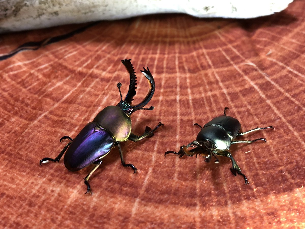 ビソン🐞 tweet media