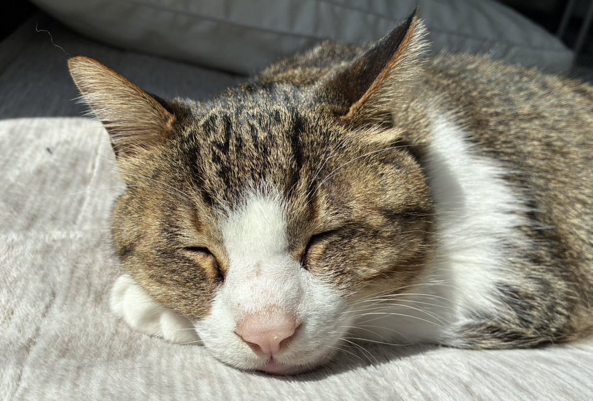 ねこねこ日和 tweet media